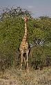 206 Onguma nature reserve, onguma treetop camp, giraf